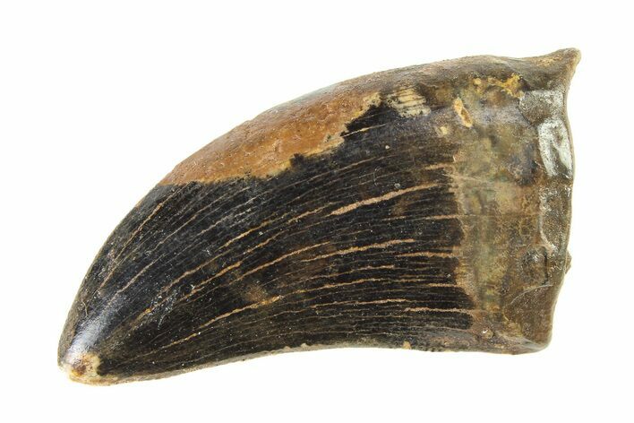 Serrated, Tyrannosaur (Nanotyrannus) Tooth - Montana #338808